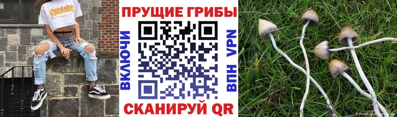 Галлюциногенные грибы Magic Shrooms  MEGA маркетплейс  нарко площадка наркотические препараты  Мытищи 