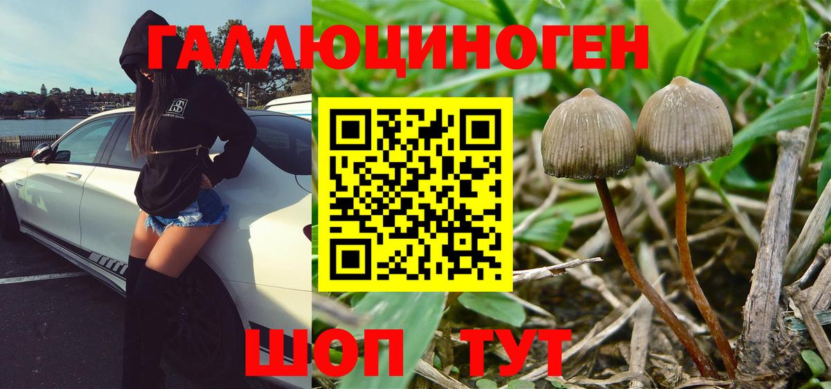 Мытищи  Галлюциногенные грибы Cubensis  Вход с VPN 